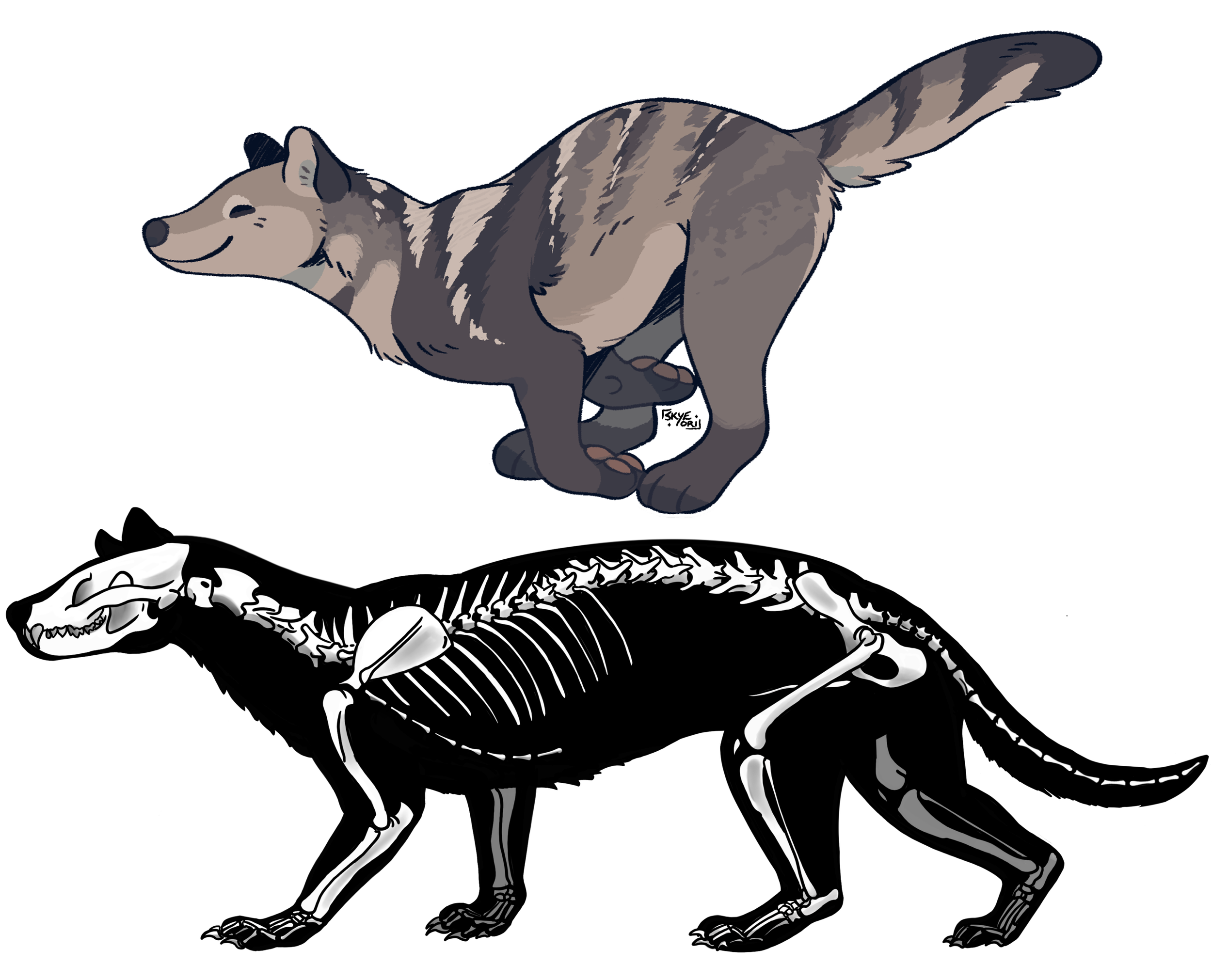 Skeletal reconstruction of an extinct carnivorous mammal, Patriofelis
