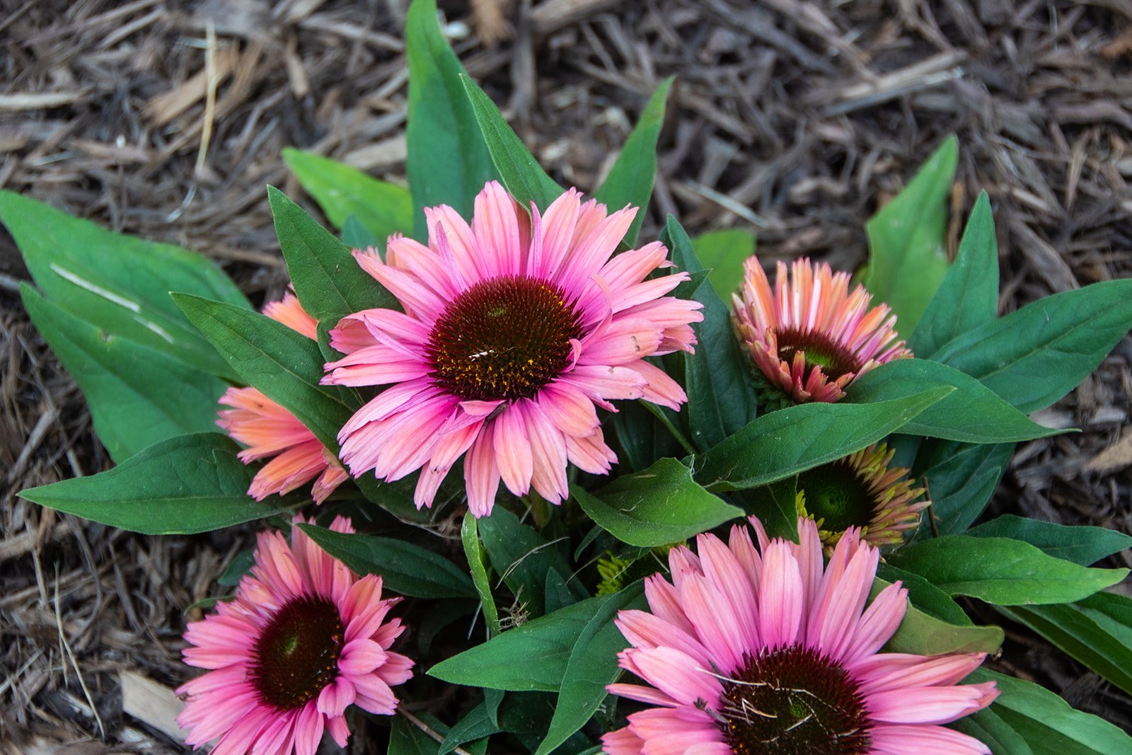 Our Top 3 Low Maintenance Plants.