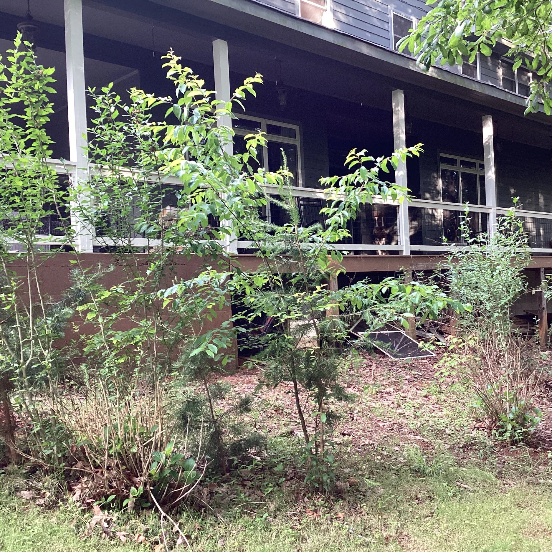View of a backyard with a landscaped garden, large rock, potted plant, new lawn, trees, and a black metal fence, under a partly cloudy blue sky.
