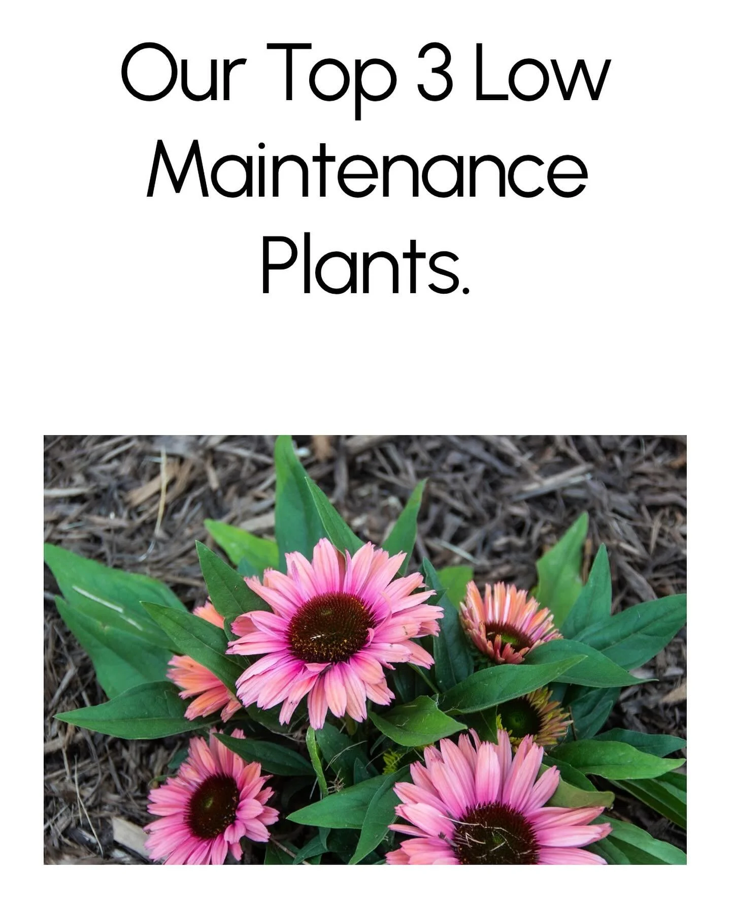 Looking for EASY &amp; LOW maintenance plants? Read our top 3 picks for your yard and get to planting! We promise you will LOVE these! Read blog by link in bio. #garden #flowerstagram #flowergarden #flowergirl #flowersofinstagram #flowersgarden #flow