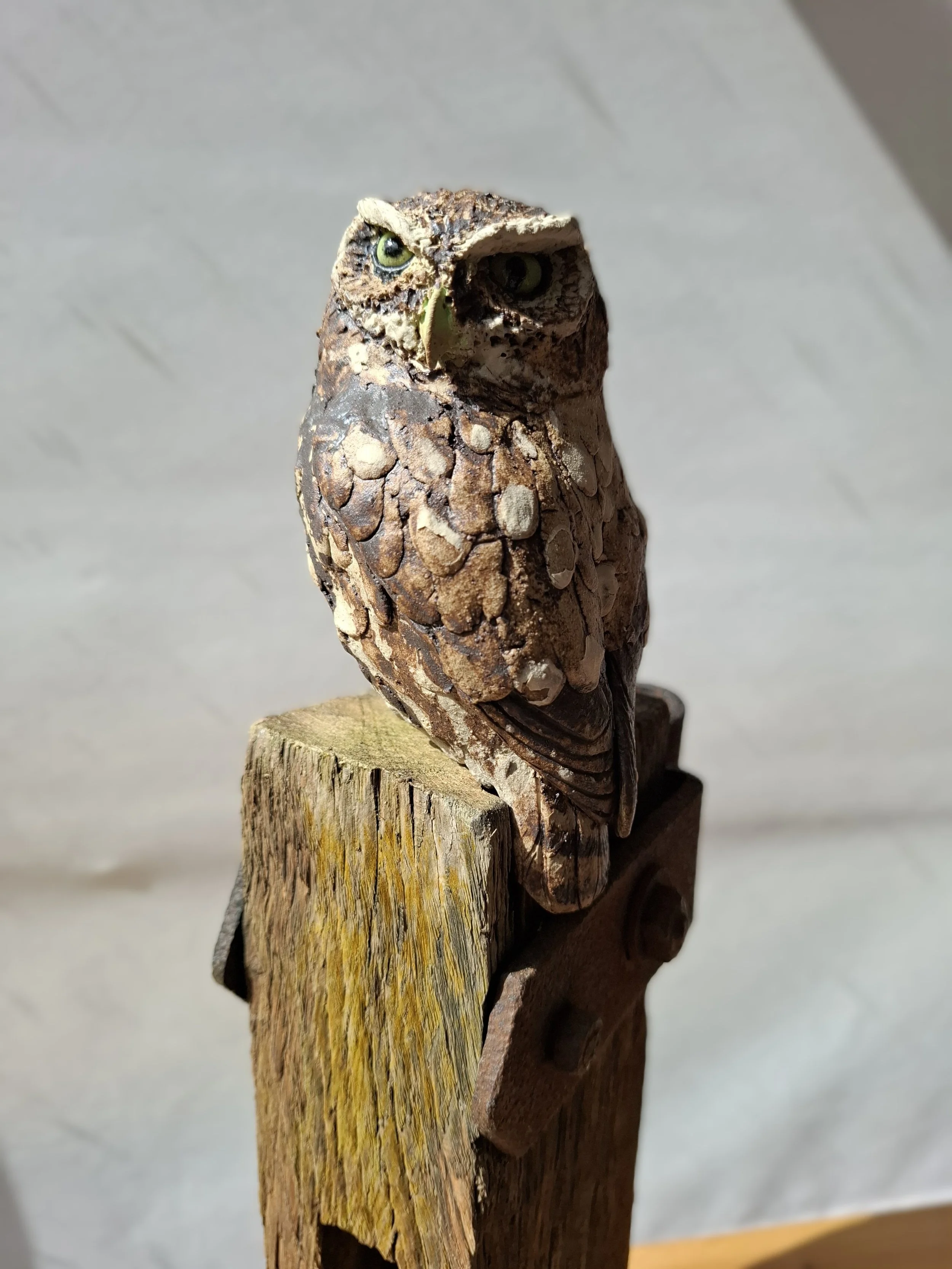 Little Owl on Gate Post.jpg