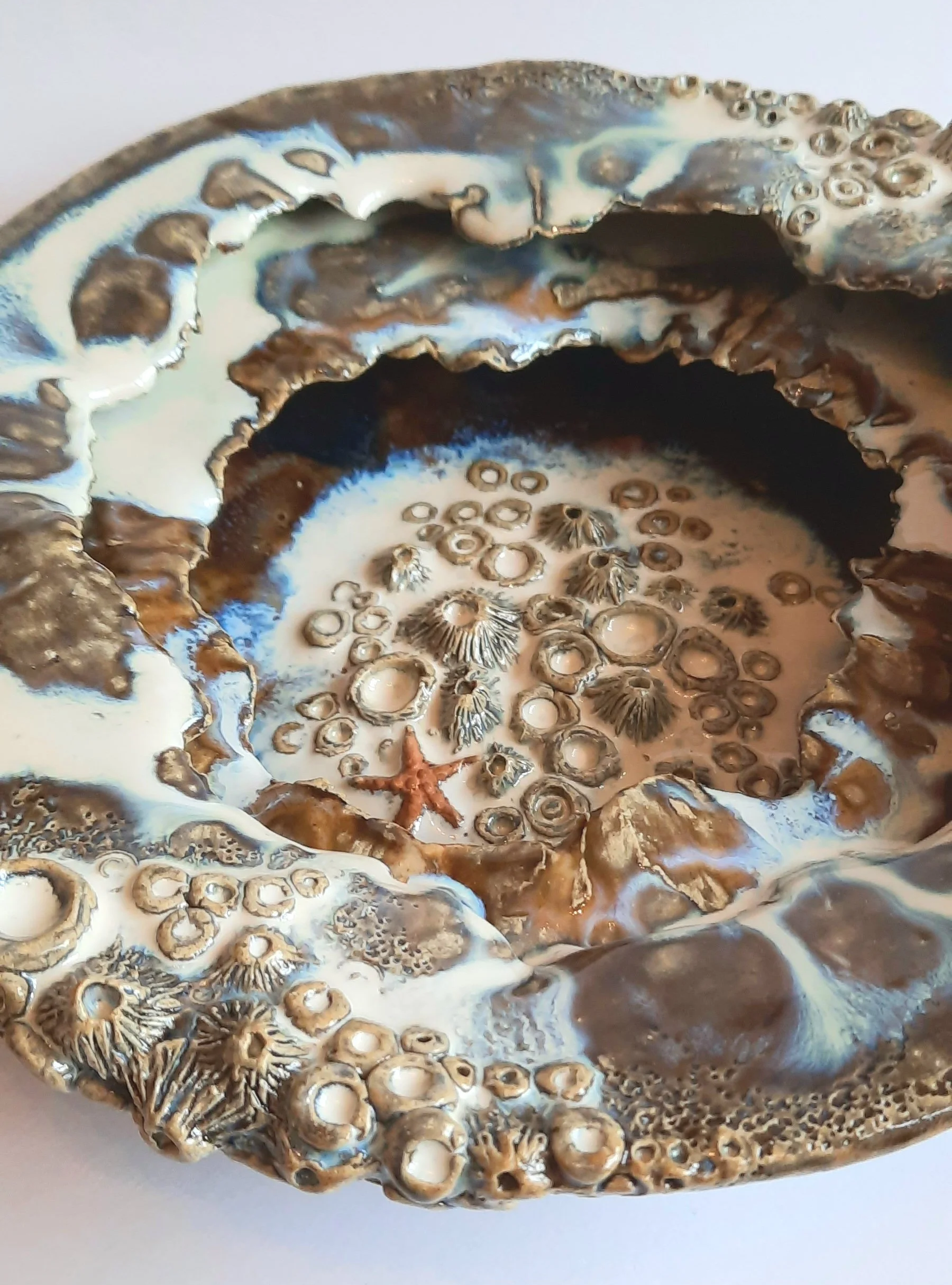 wheres the starfish rockpool.jpg