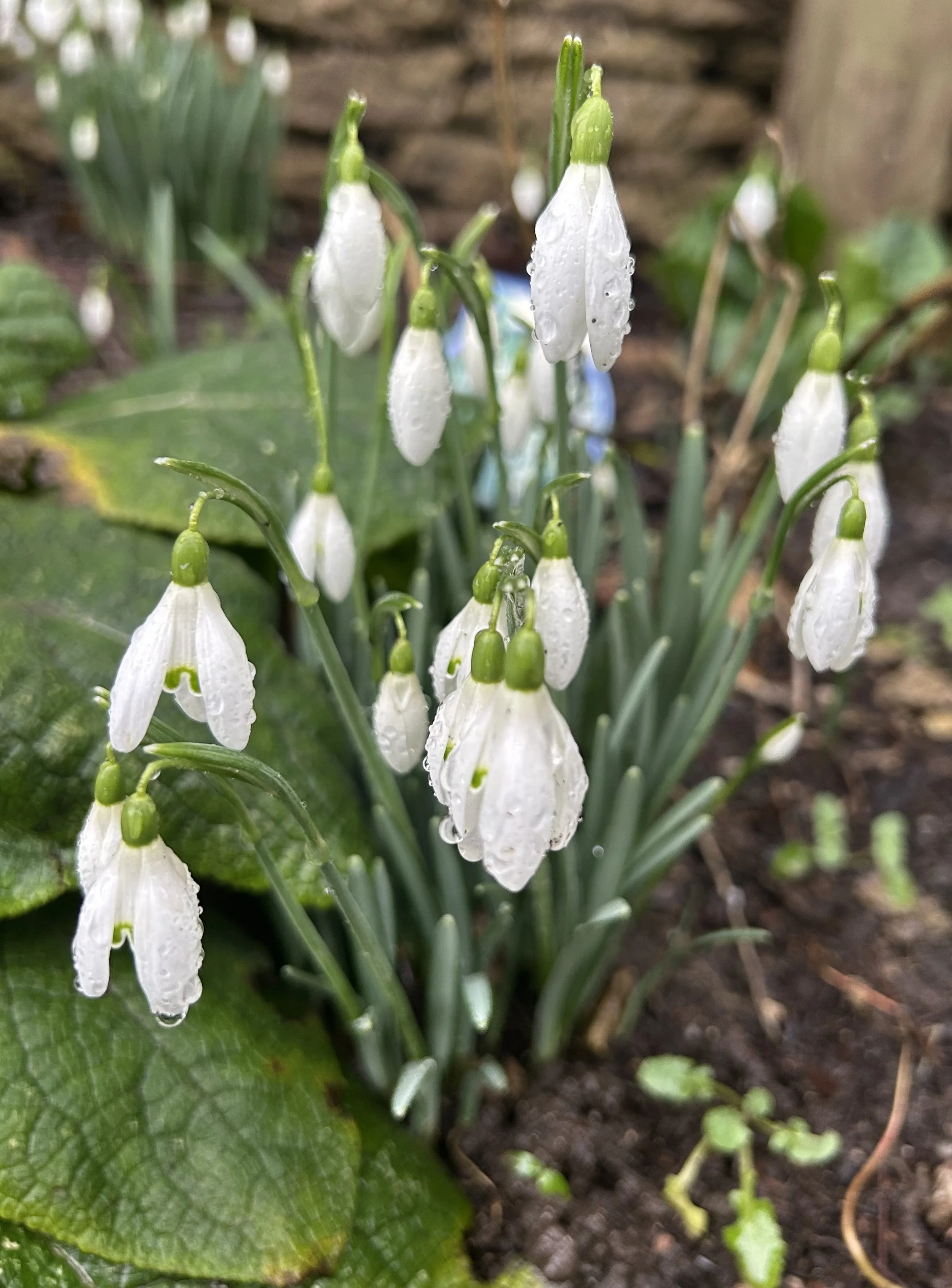 “Hope Springs Eternal” – Growing Old Gracefully, Disgracefully or Any Way You Like…