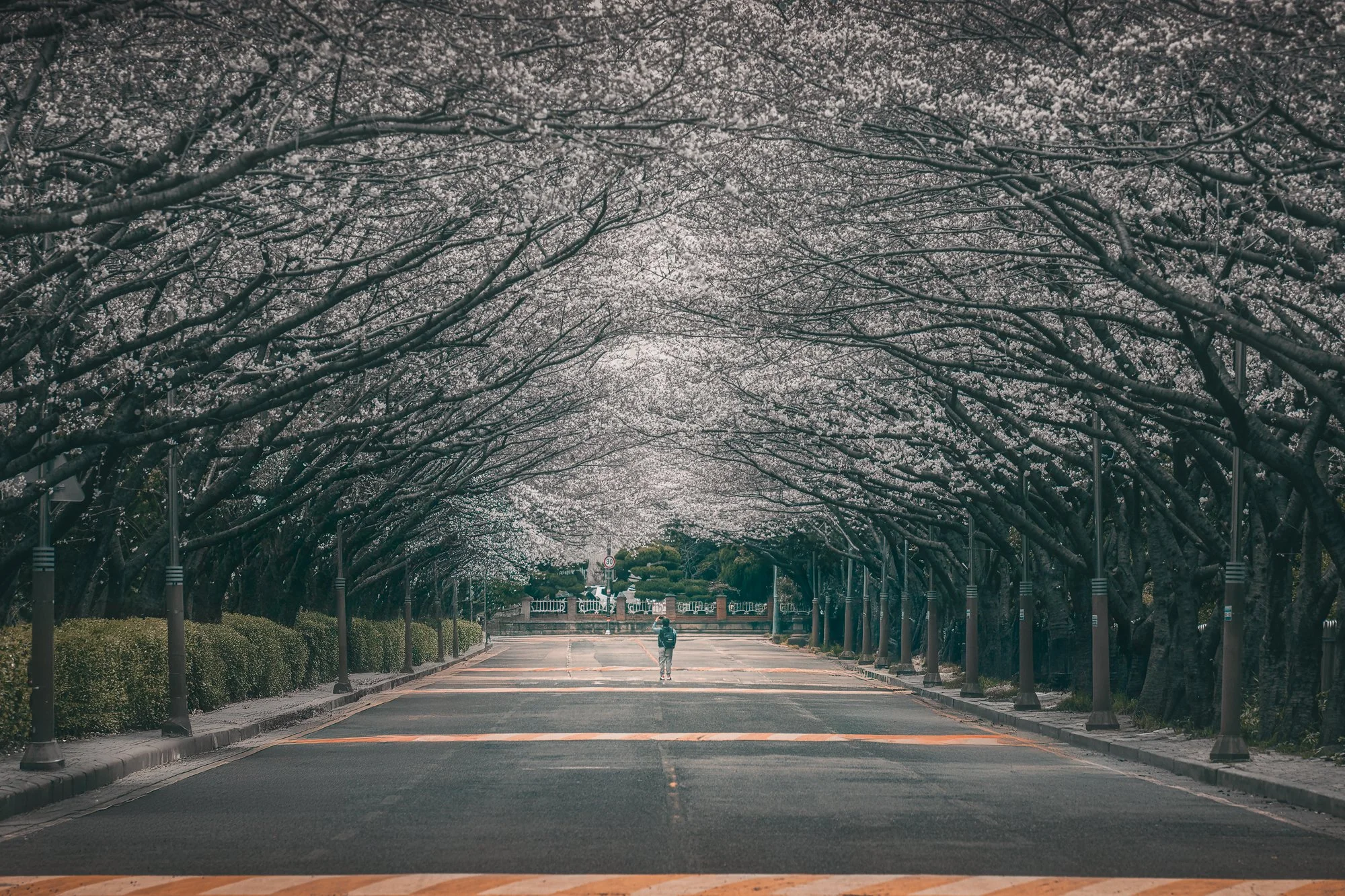 The Sakura way_2000x1333_U_30_Original ratio.jpg