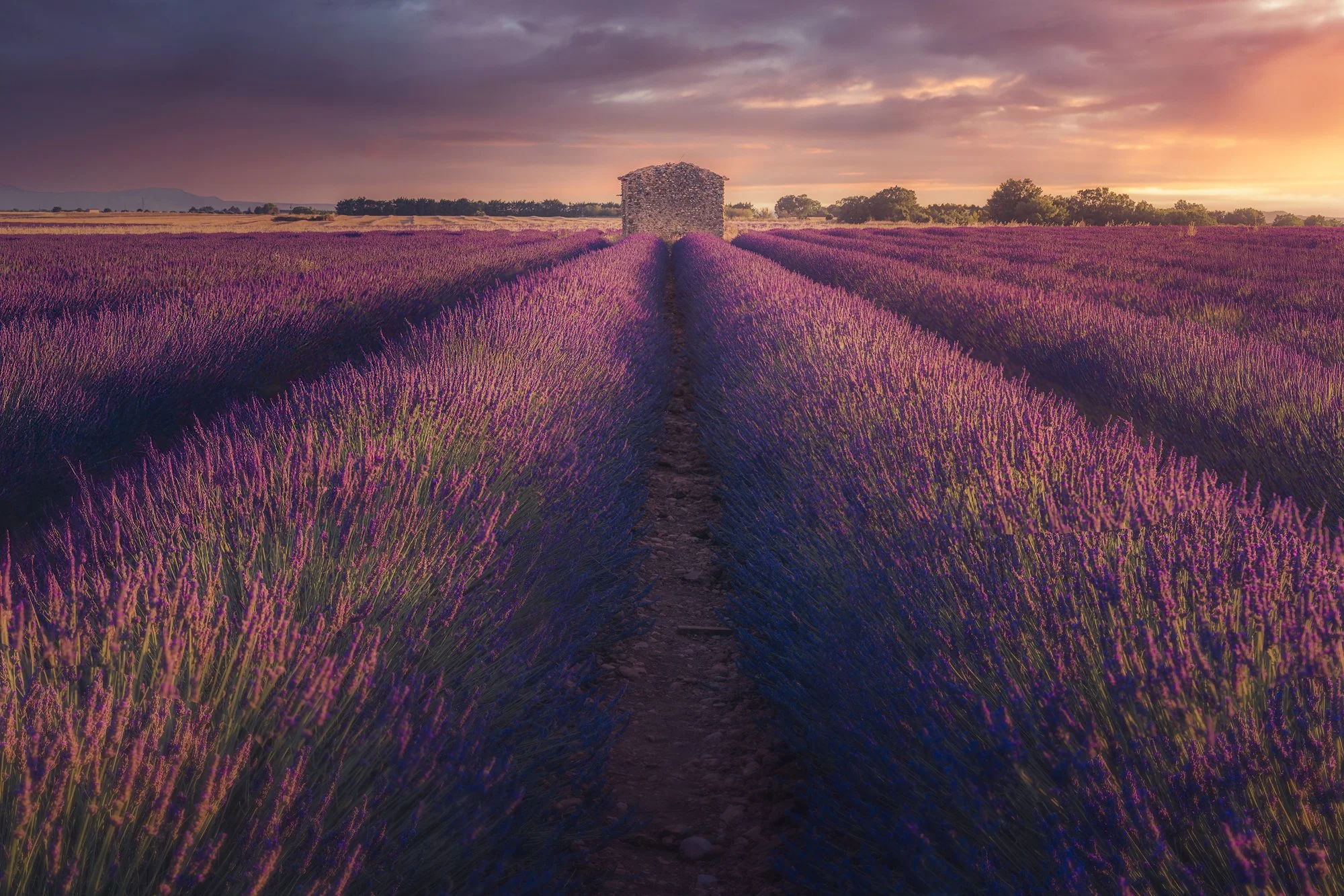 Camargue &amp; Provence