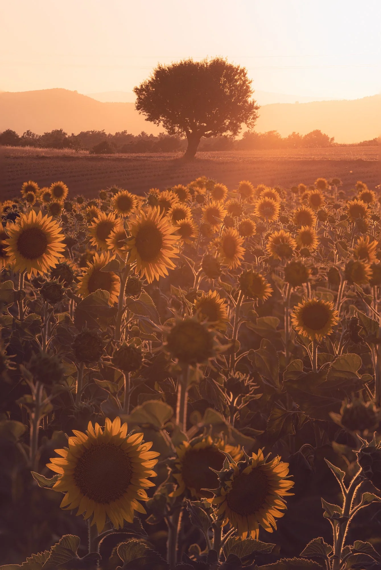 sunflower blast_Original ratio_1339x2000_U_30.jpg