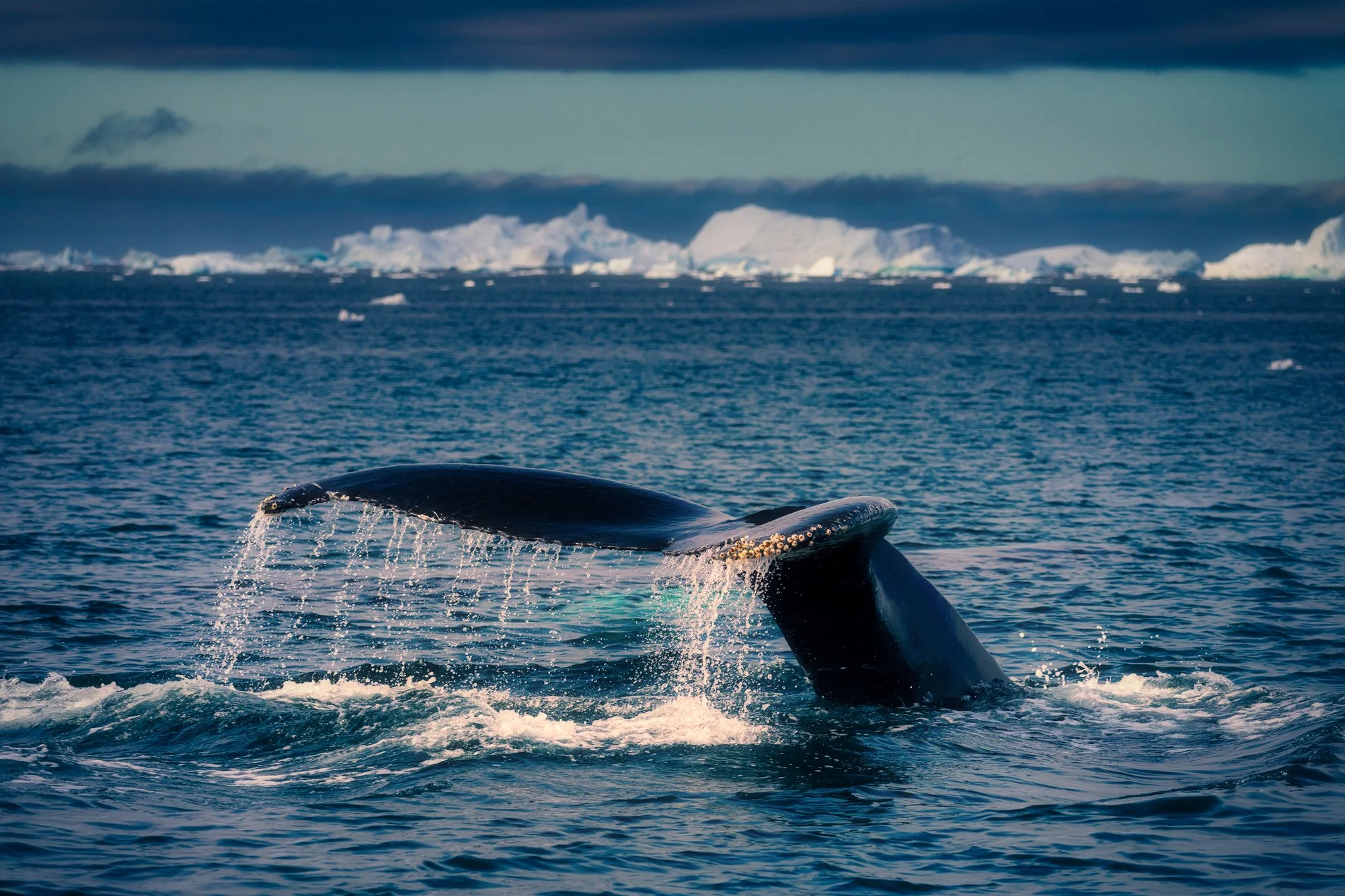 The big whale_Original ratio_2000x1333_U_30.jpg