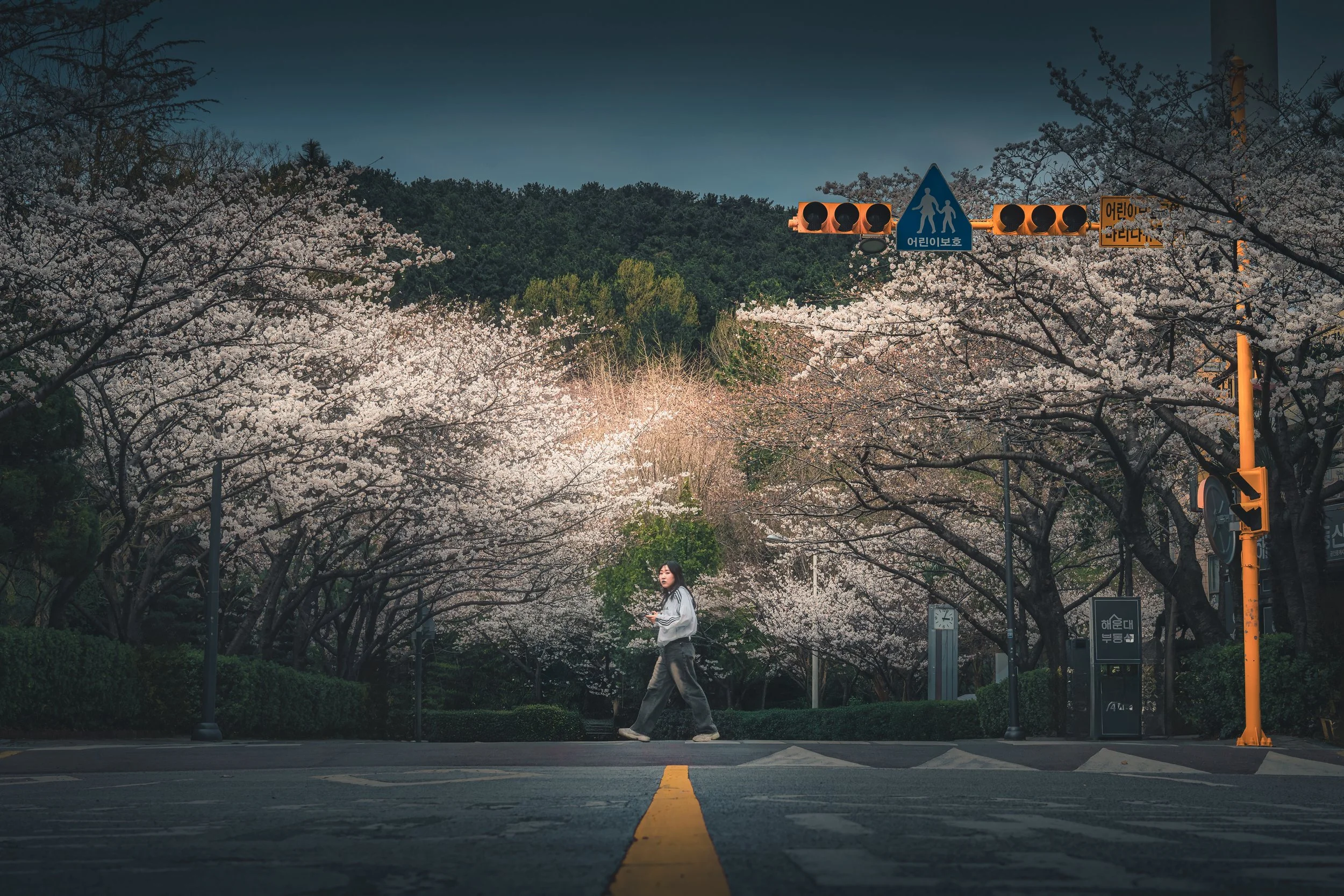 The sakura girl_3000x2000_U_30_Original ratio.jpg