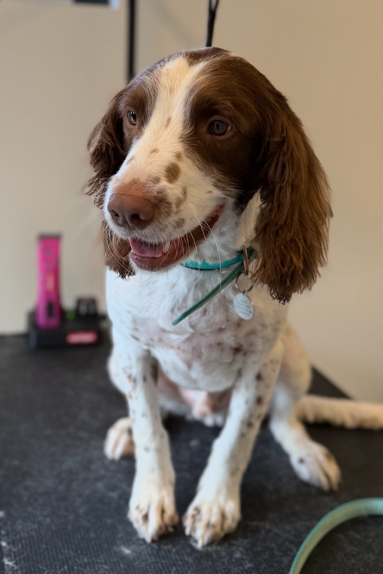 Spaniel being groomed and Long Man Dog Grooming, Wilmington