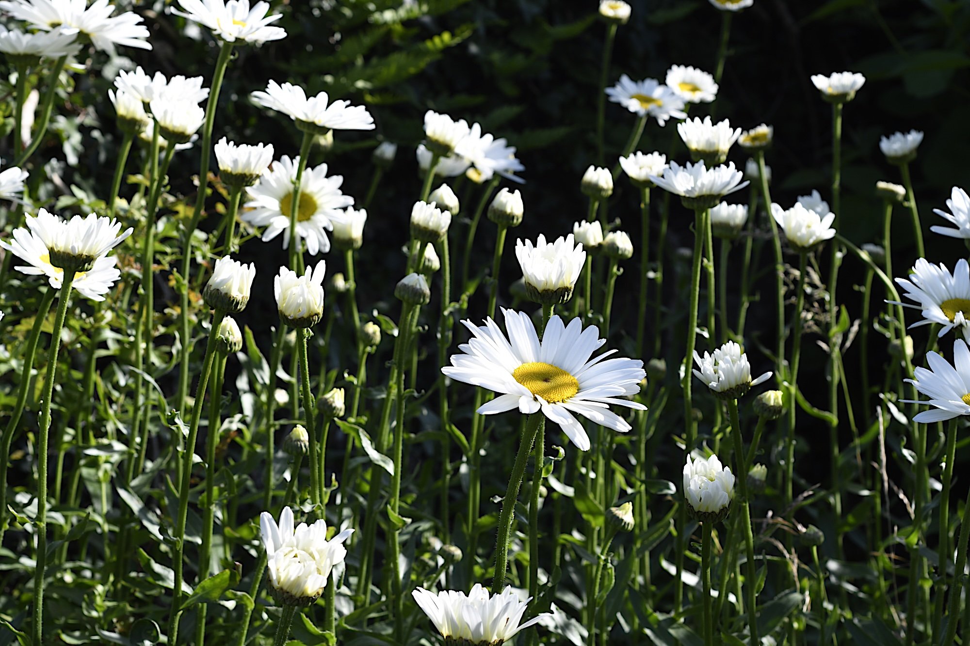 Notes from the Garden