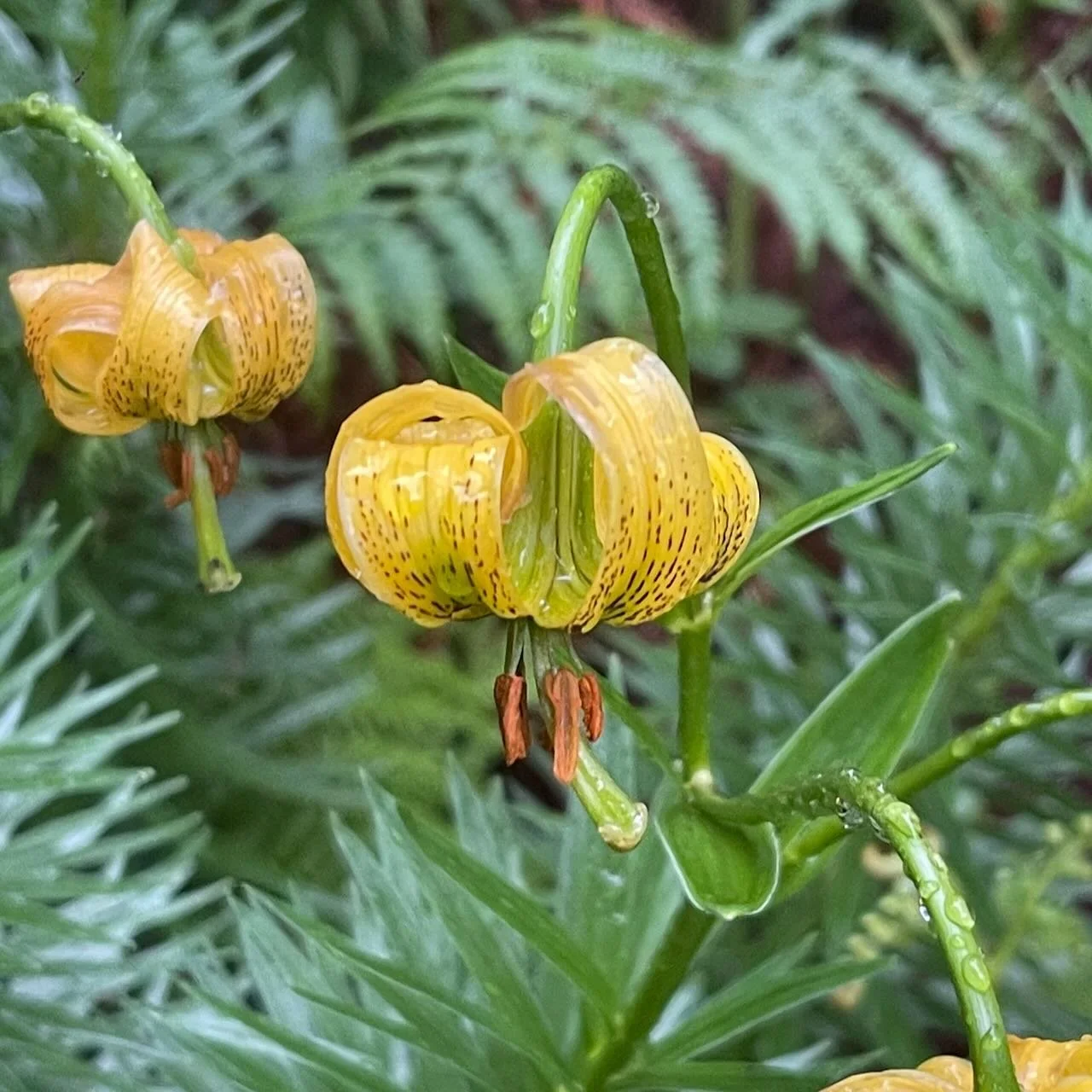 The Lilies in the Woods