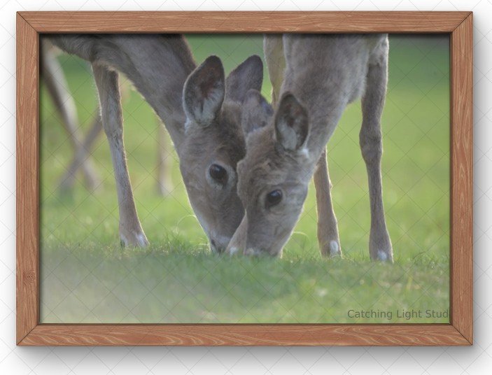 young-deer-grazing-wood-frame.jpg