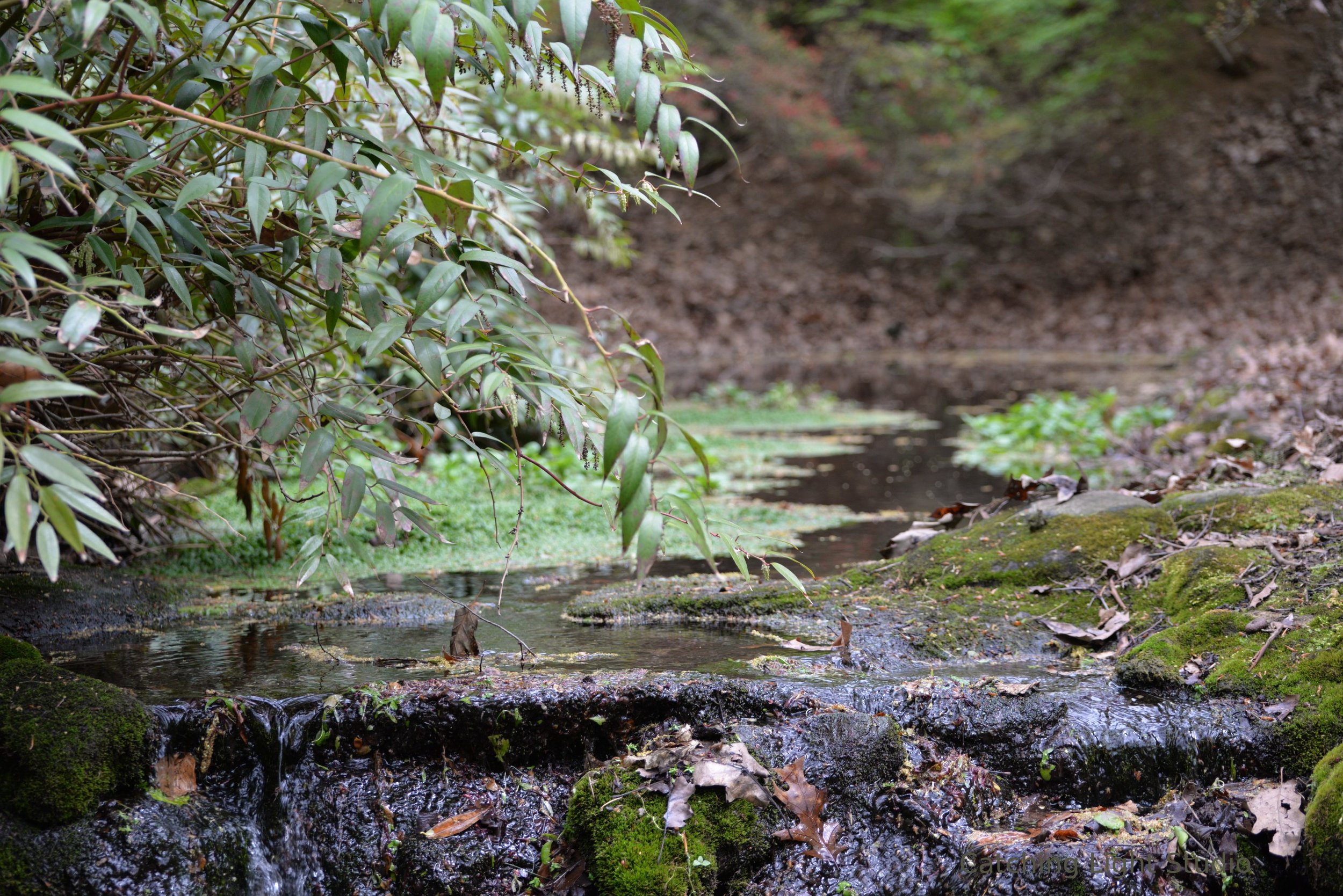 shallow-woodland-creek-with-moss-and-floating-algae