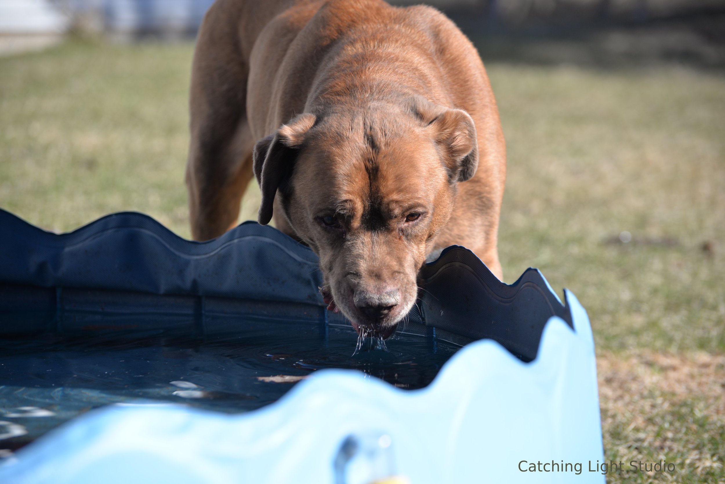odin-brown-dog-drinking-from-kiddie-pool-in-sunlight