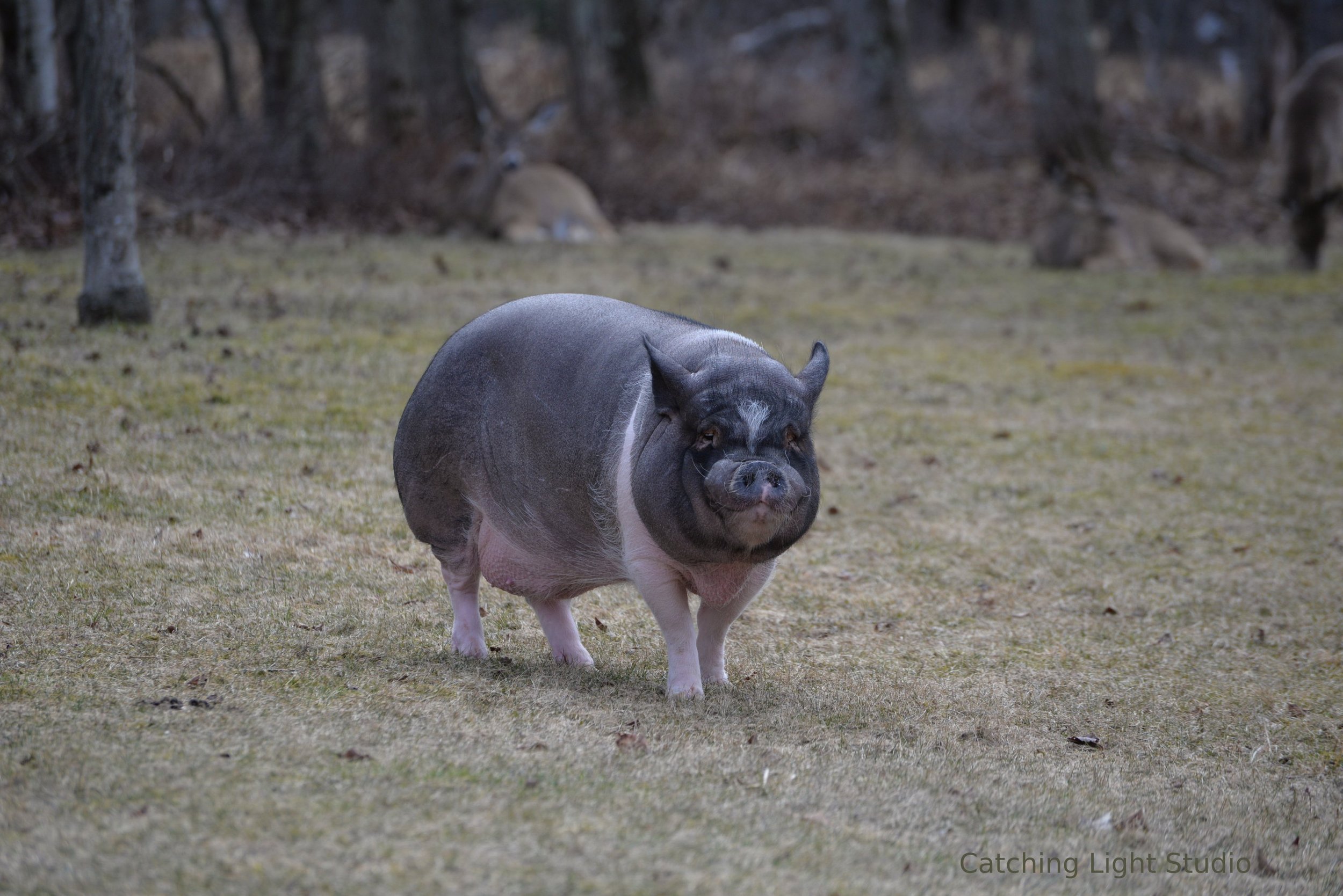 vash-the-potbellied-pig-walking-alone-in-muted-field