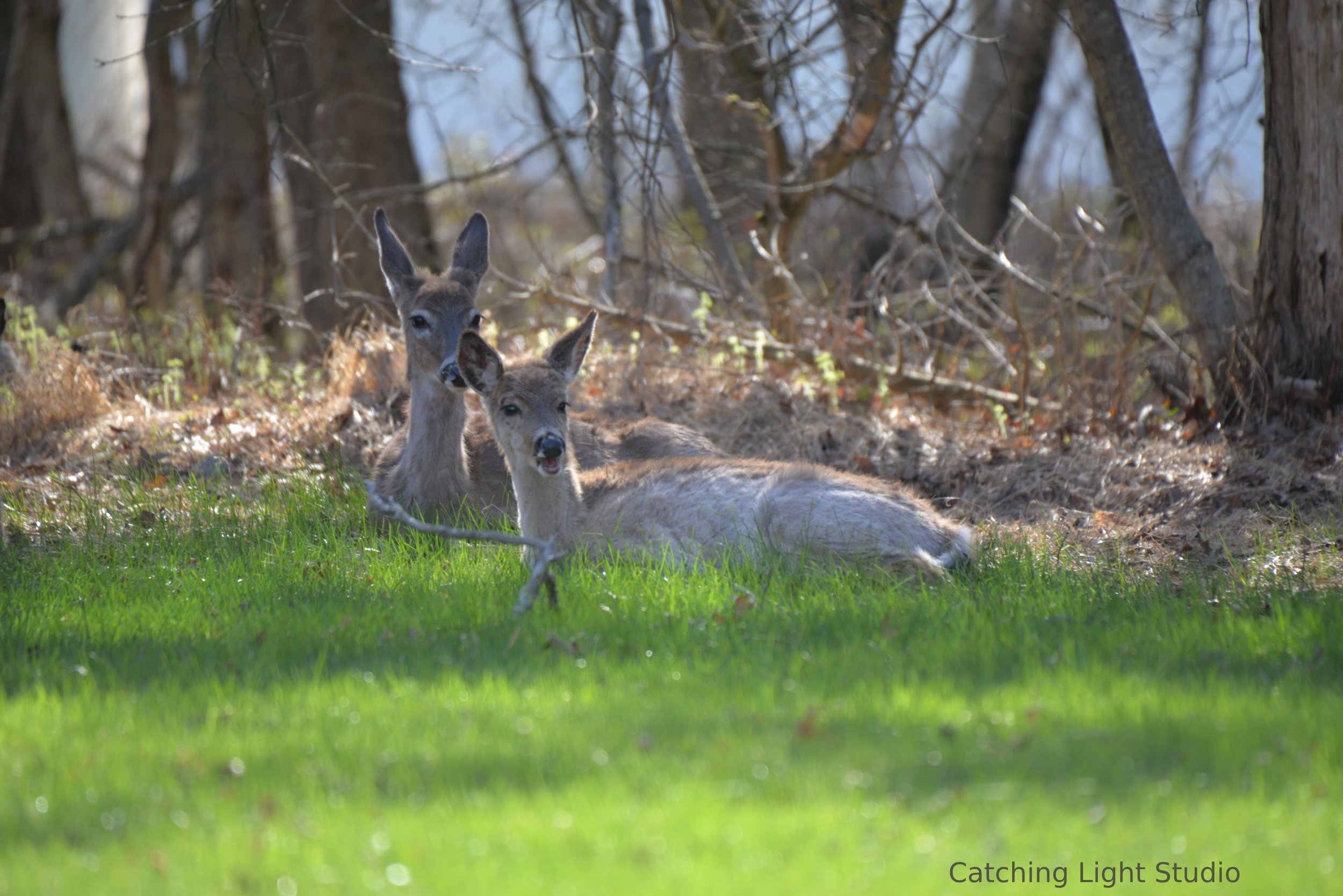 two-young-deer-resting-in-spring-forest-clearing