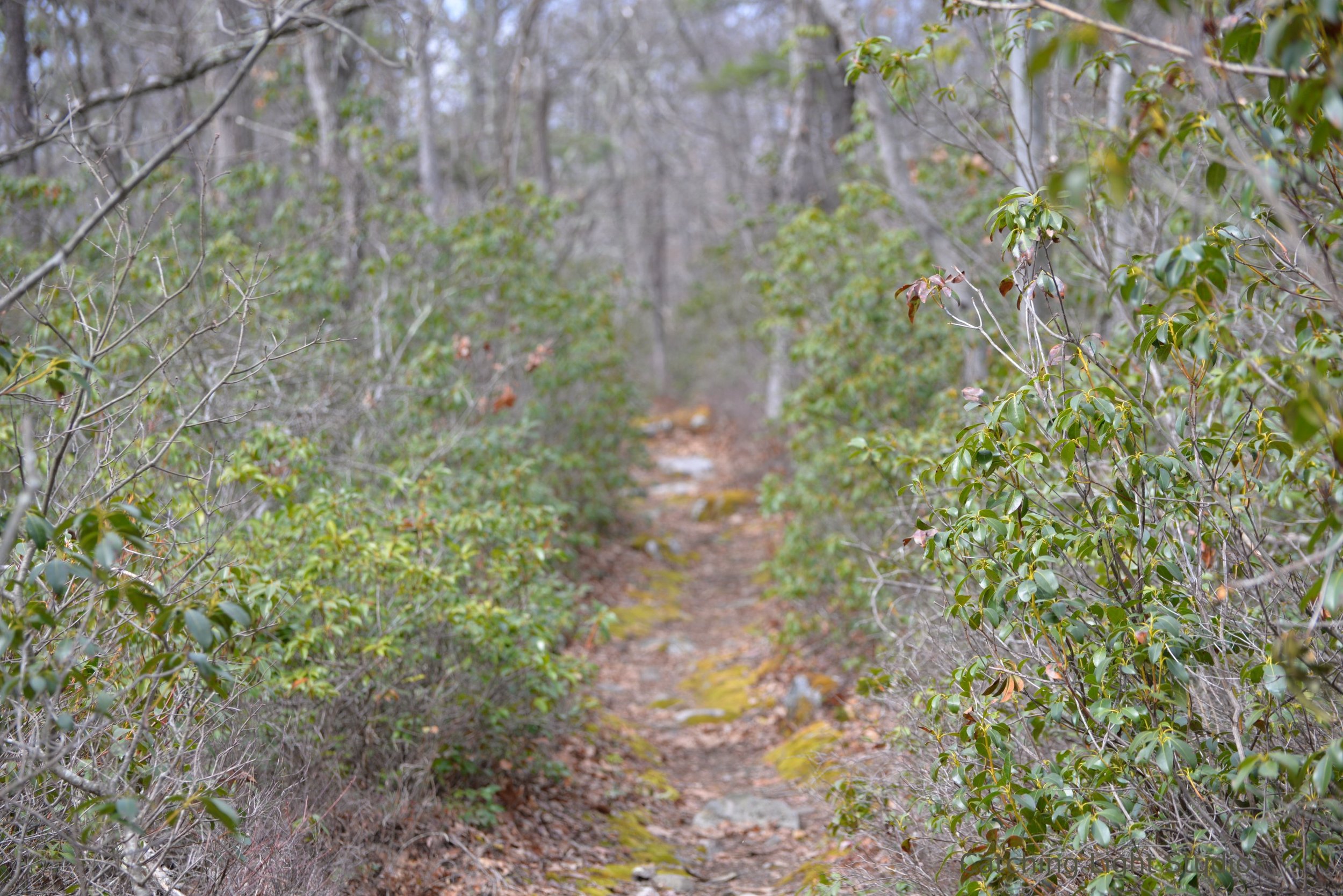 narrow-forest-path-lined-with-mountain-laurel