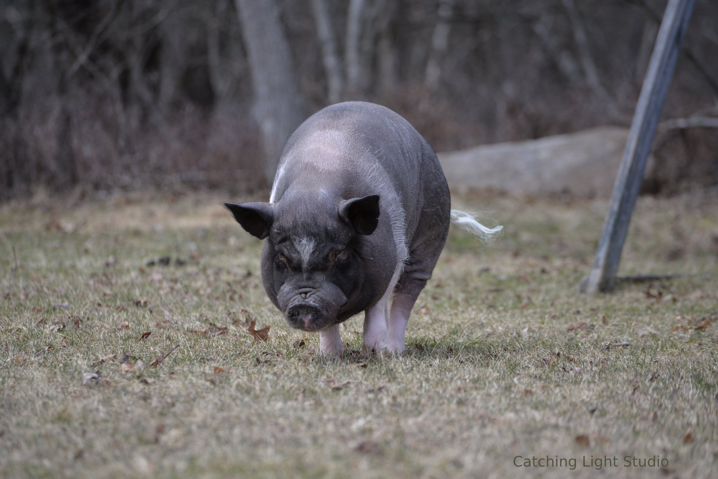 vash-potbellied-pig-walking-with-purpose-in-early-spring