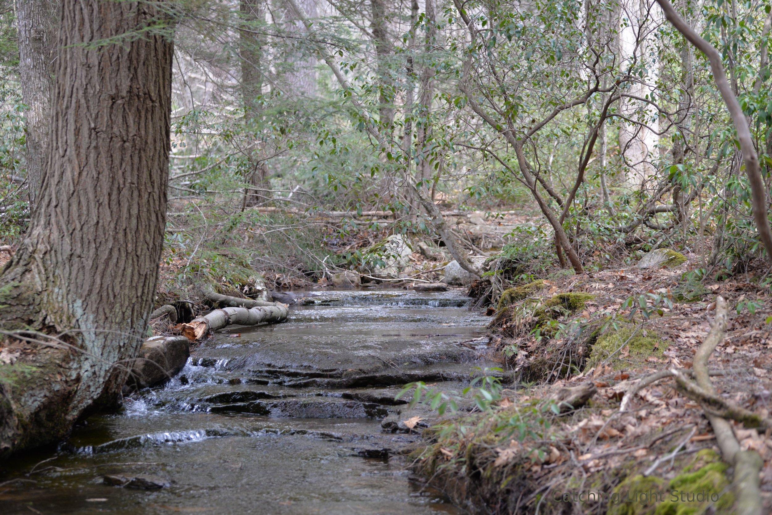 gentle-forest-stream-flowing-over-rocks-in-spring
