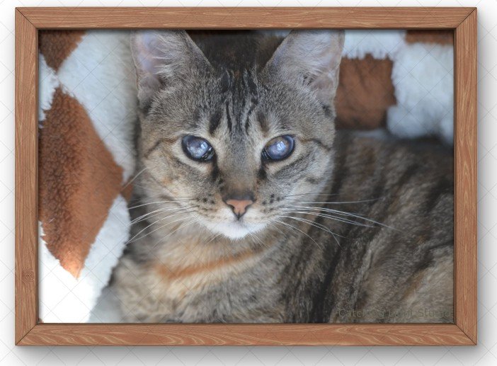 Bubbles-in-light-wood-frame.jpg