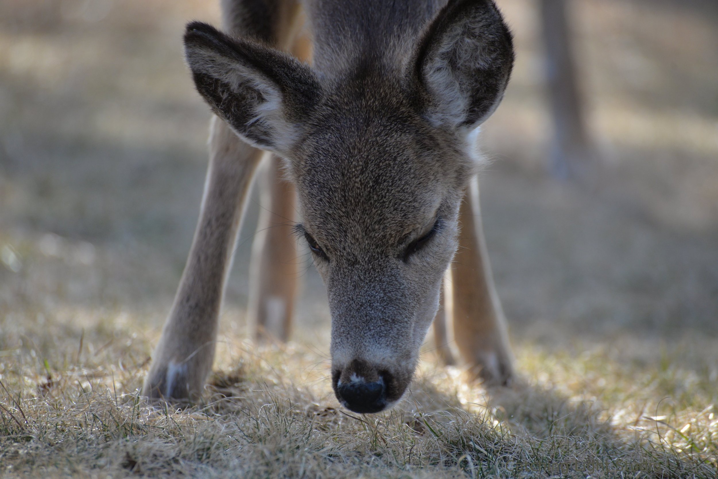 young-deer-grazing-close-up-in-soft-light