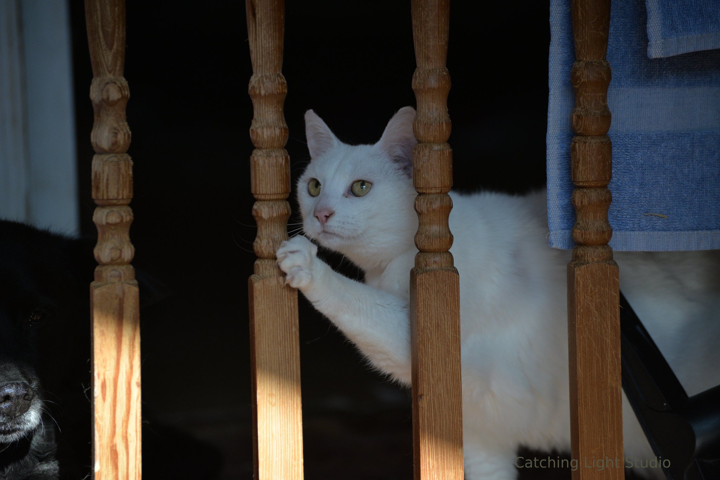 white-cat-togapi-peeking-through-wooden-railings