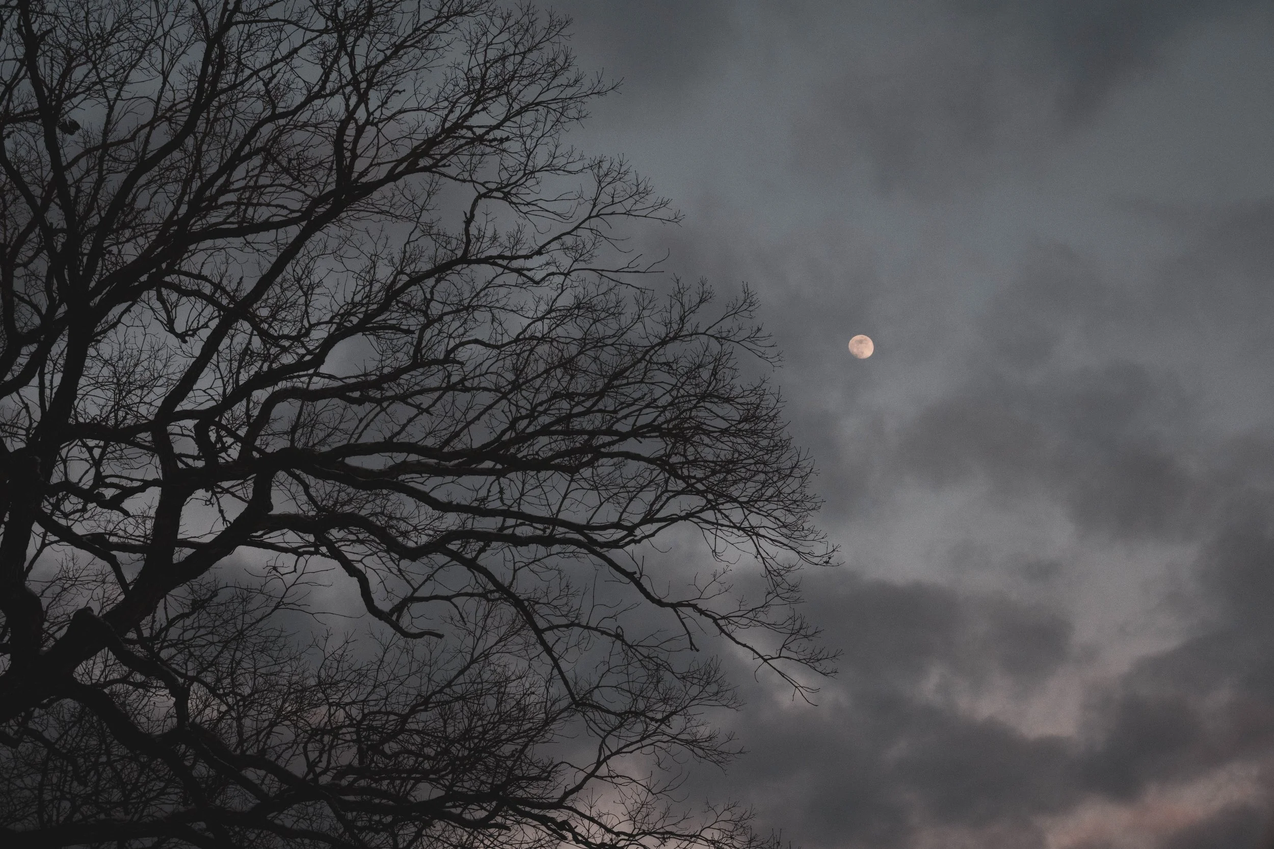"Reach For The Moon" • 📸: Nikon Z50II • 🗓️: 1/11/2025