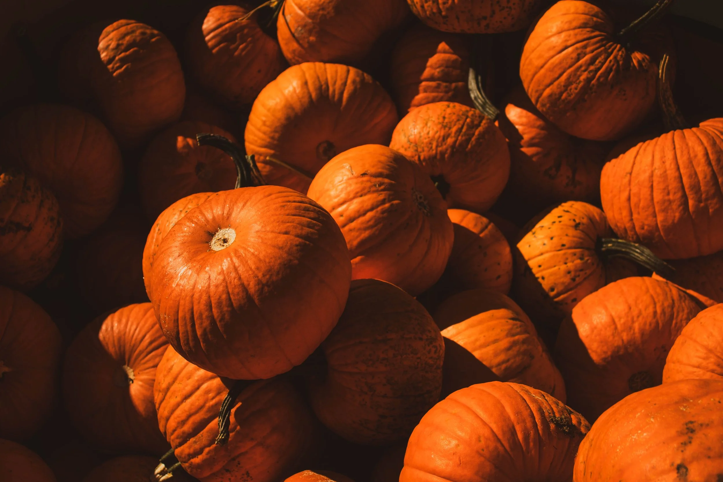"Picking Pumpkins" • 📸: Canon Rebel T6i • 🗓️: 10/13/2024