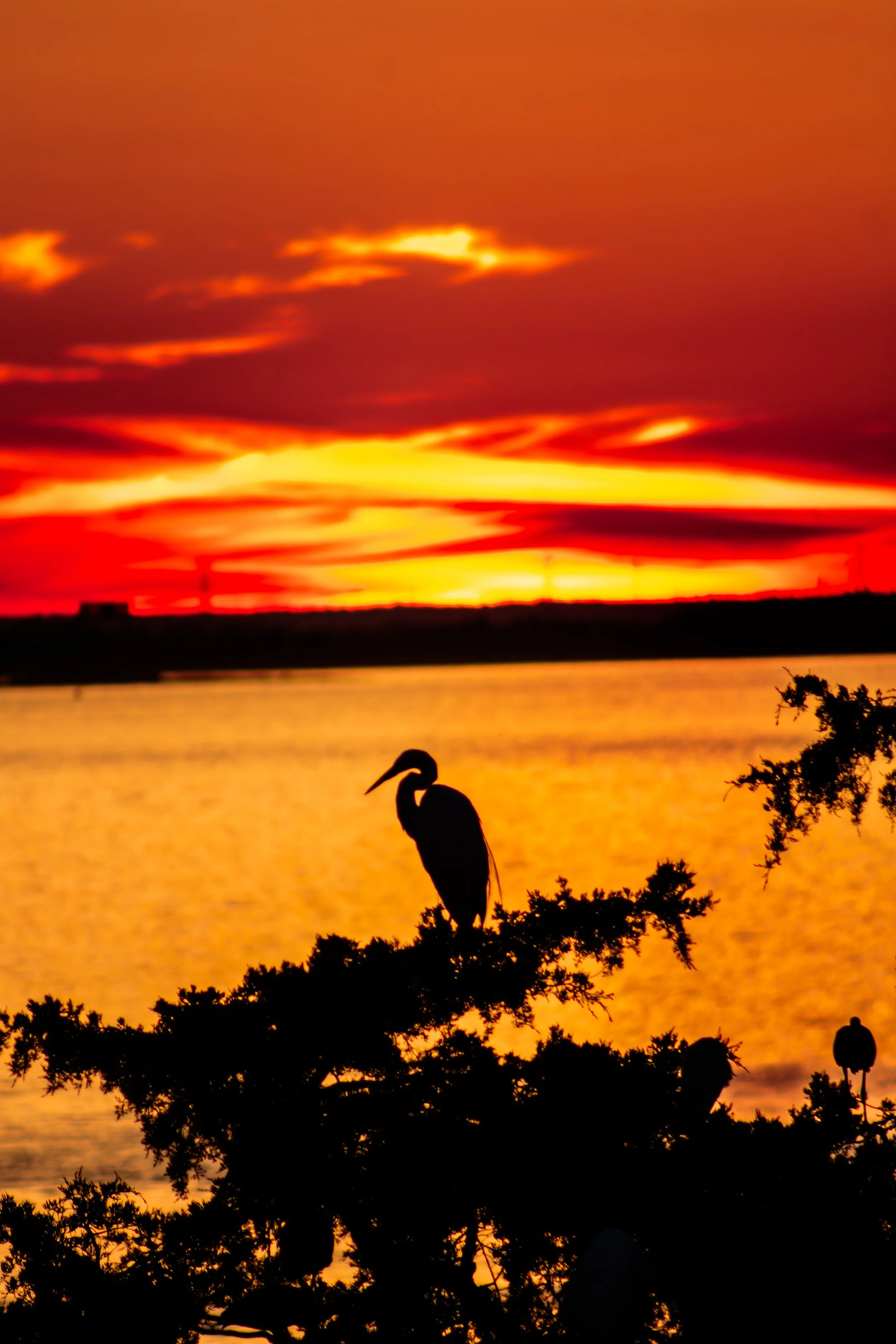 "Bird in Tree" • 📸: Canon Rebel T6i • 🗓️: 7/2/2024 • 🏆: NJ Monthly Reader's Choice Award 2024