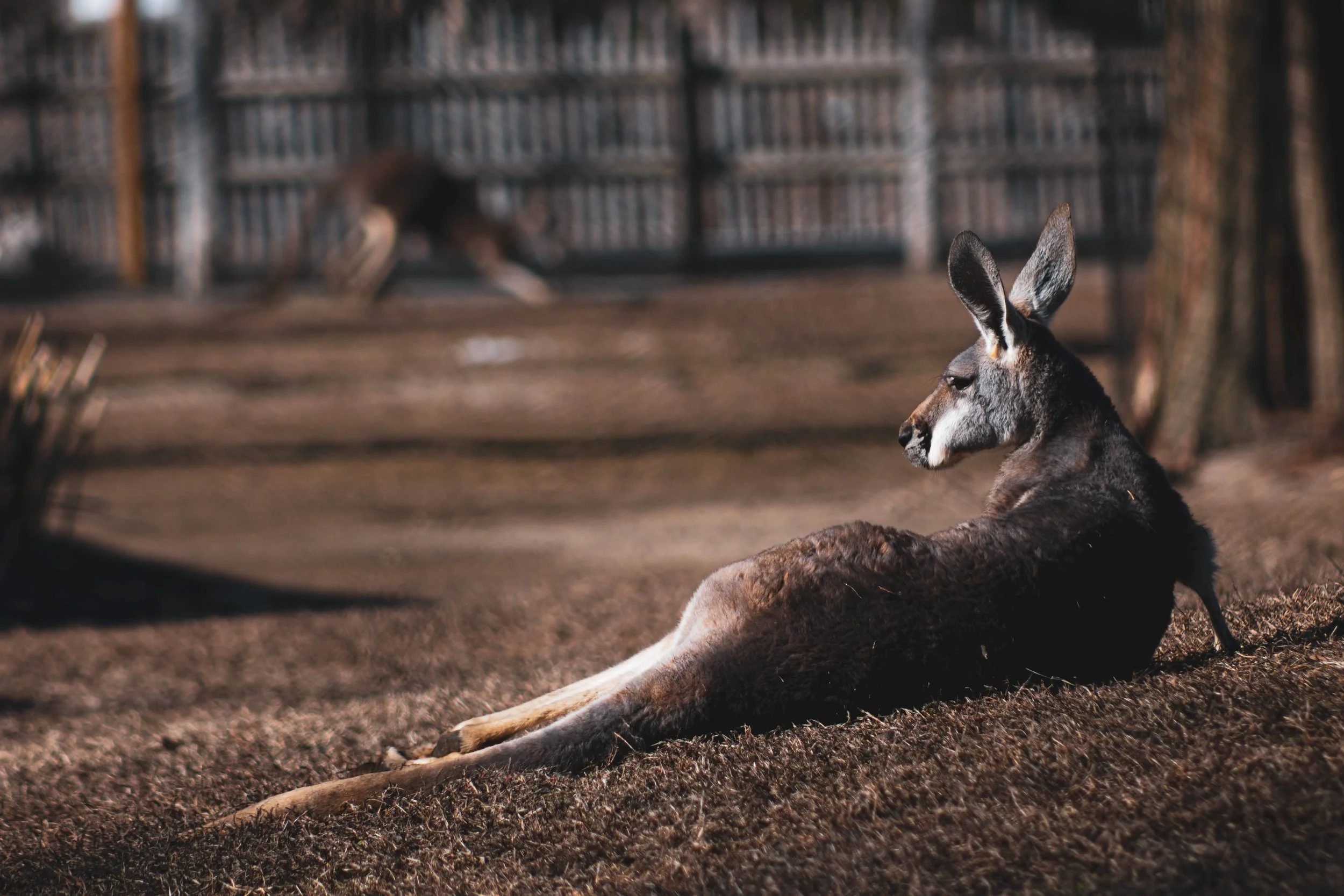 "Sunbathing" • 📸: Nikon Z50II • 🗓️: 1/25/2025
