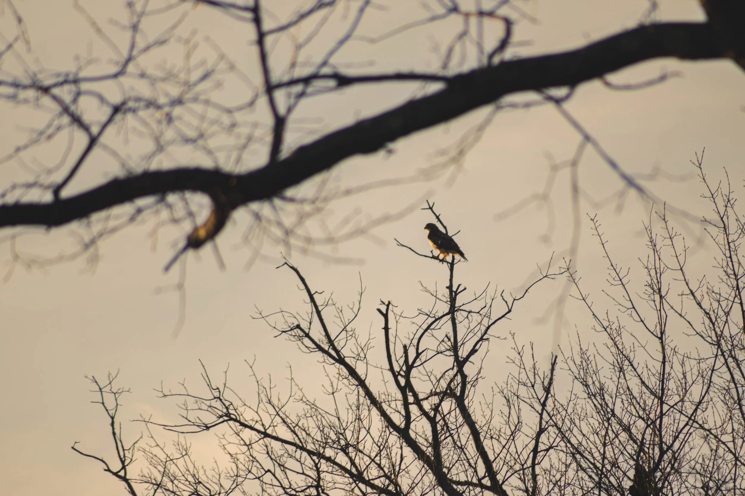 "Bird in Tree Part 2" • 📸: Nikon Z50II • 🗓️: 2/3/2025
