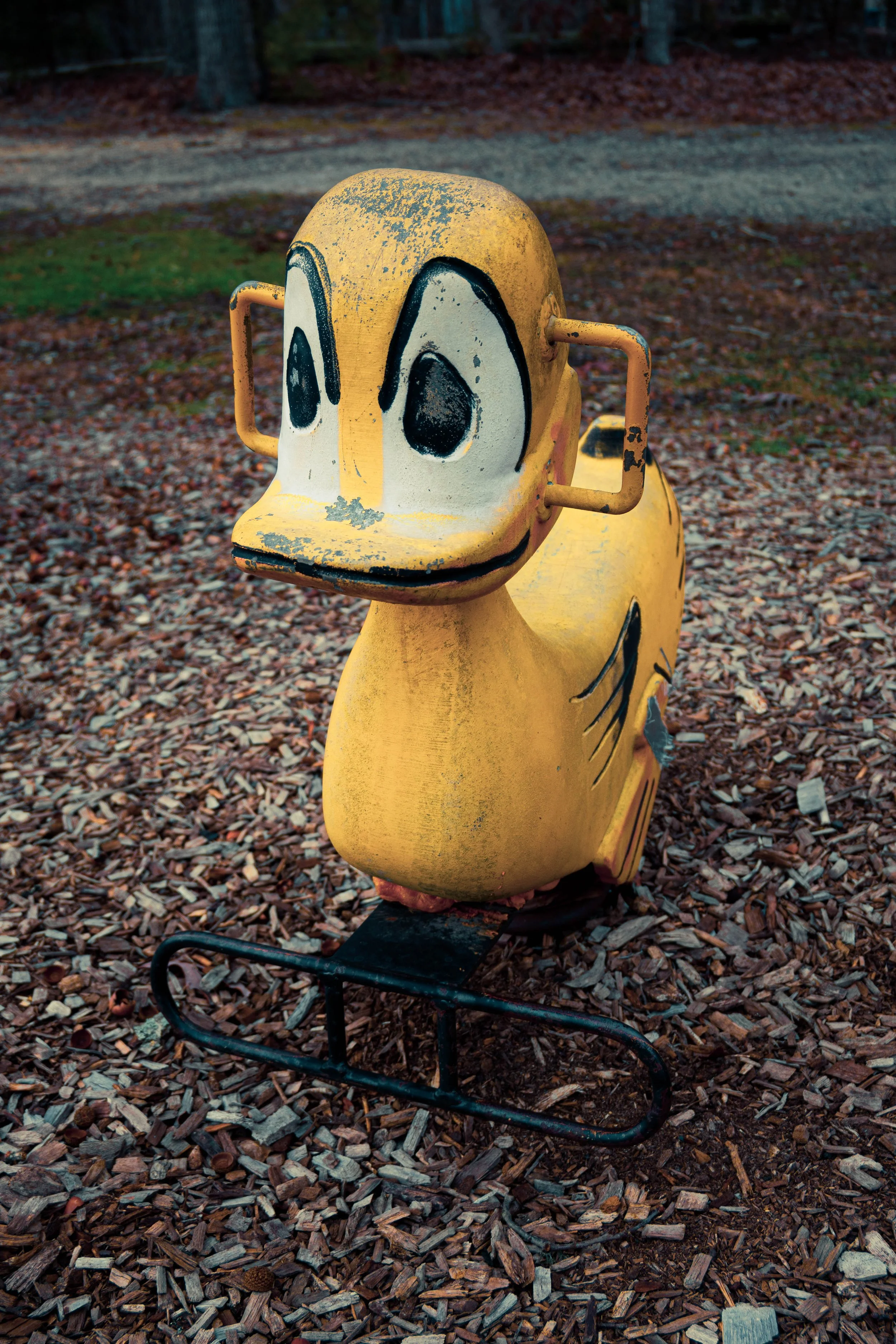 "Duck" • 📸: Nikon Z50II • 🗓️: 1/4/2025