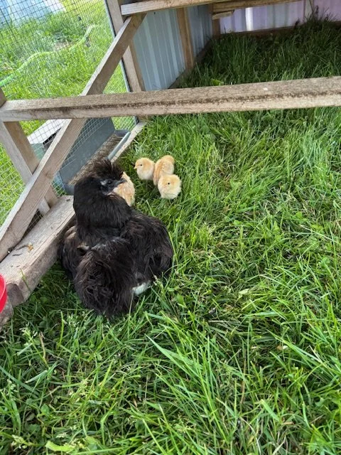 Buck and chicks.jpeg (Copy)