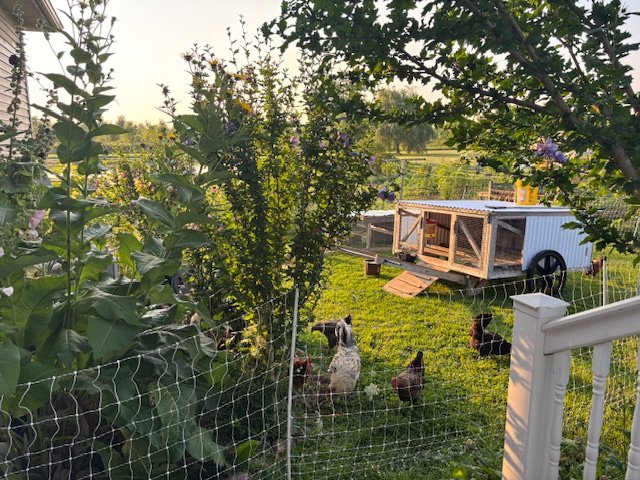 Chicken Tractor.jpg