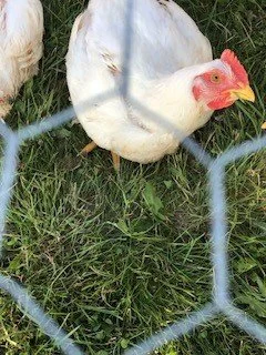A Day in the Life of a Chicken