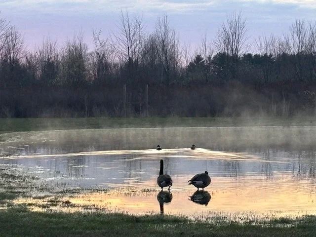 Ducks and geese.jpeg