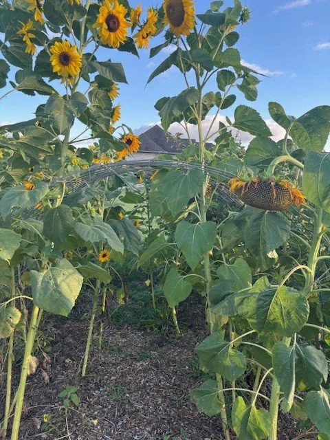 Sunflowers.jpg