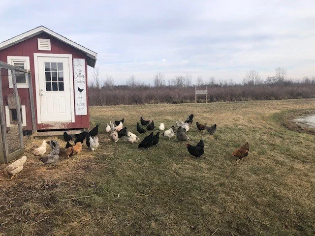 Layers by coop.jpg (Copy)