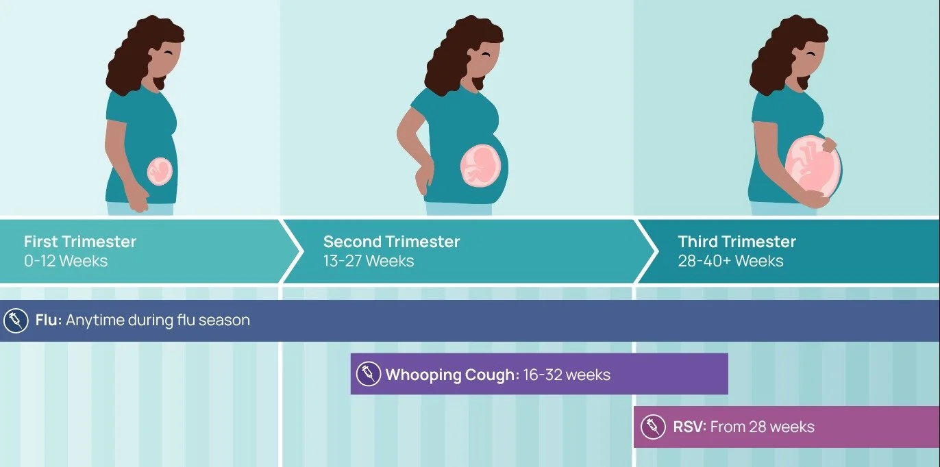 Chart showing fetal development stages through pregnancy trimesters, with guidelines for flu, whooping cough, and RSV vaccinations.