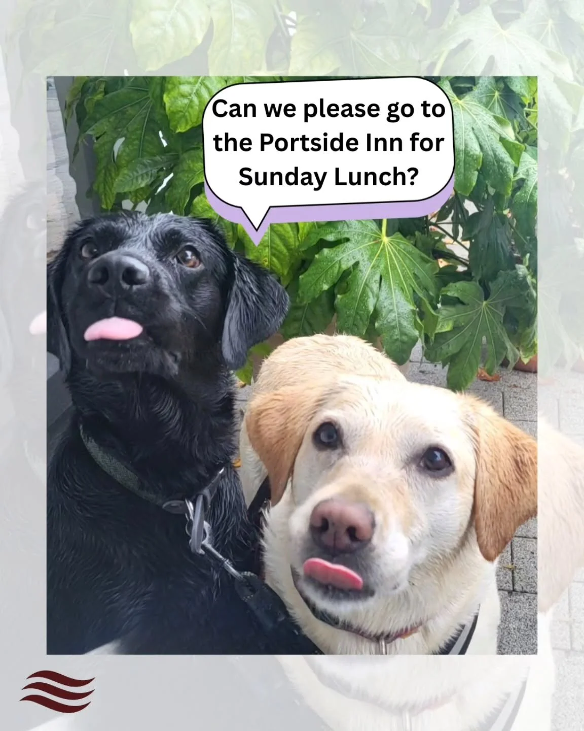 Dogs Know best! 

Bookings: 02890771422 or online at Www.portsideinn.uk/contact
Walkins welcome