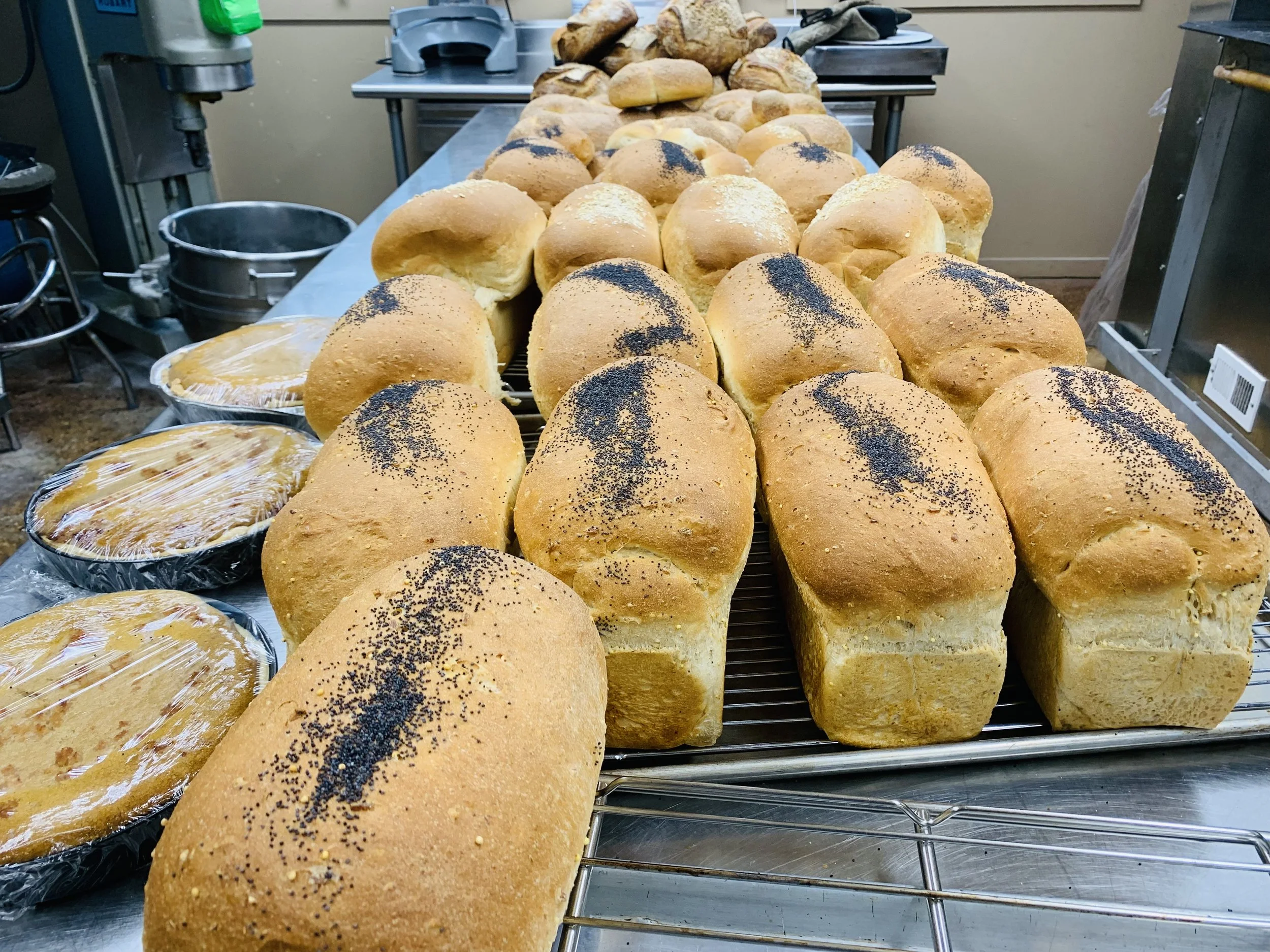 Fresh baked bread rolls with poppy seeds on top, arranged on a wire cooling rack in a bakery or kitchen setting.