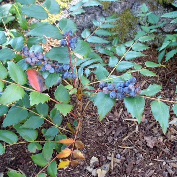 LowOregonGrape_2.jpg
