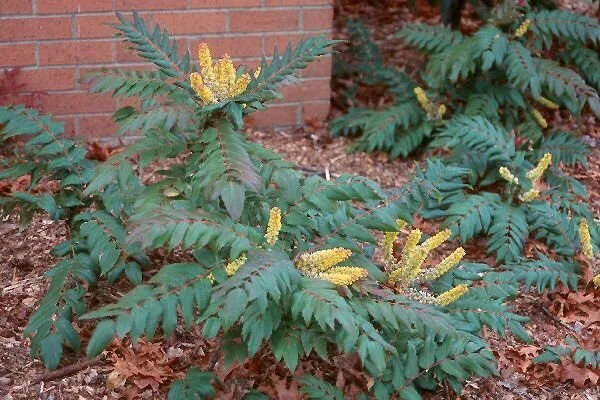 LowOregonGrape_1.jpg