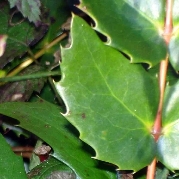 LowOregonGrape_3.jpg