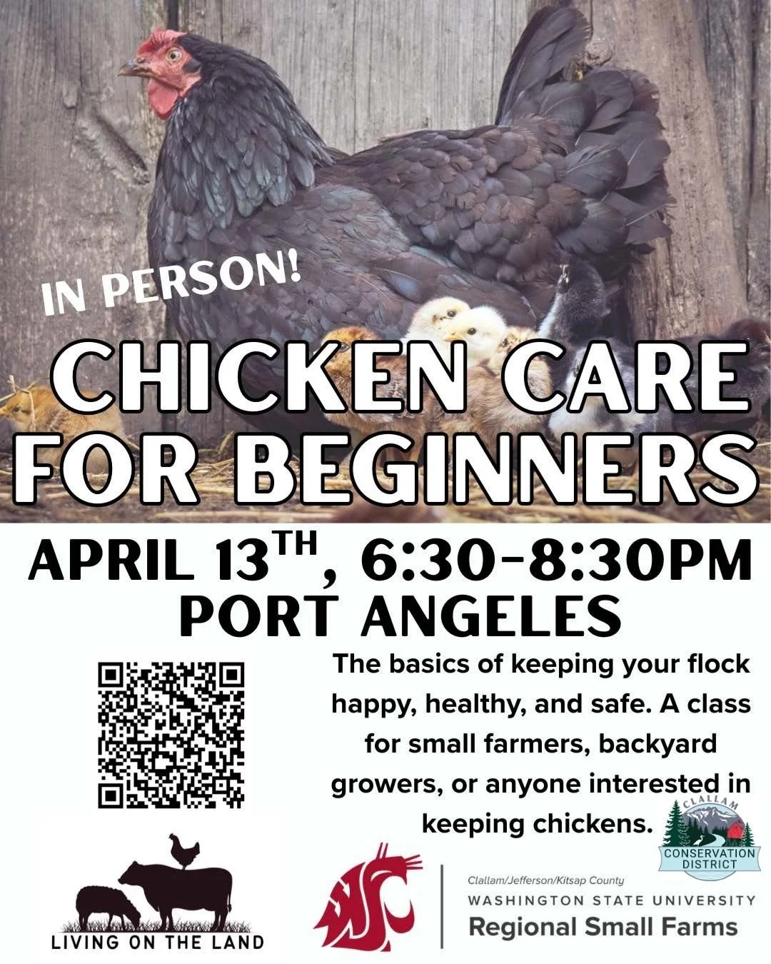 Chicken Care for Beginners