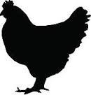 Chicken Care for Beginners