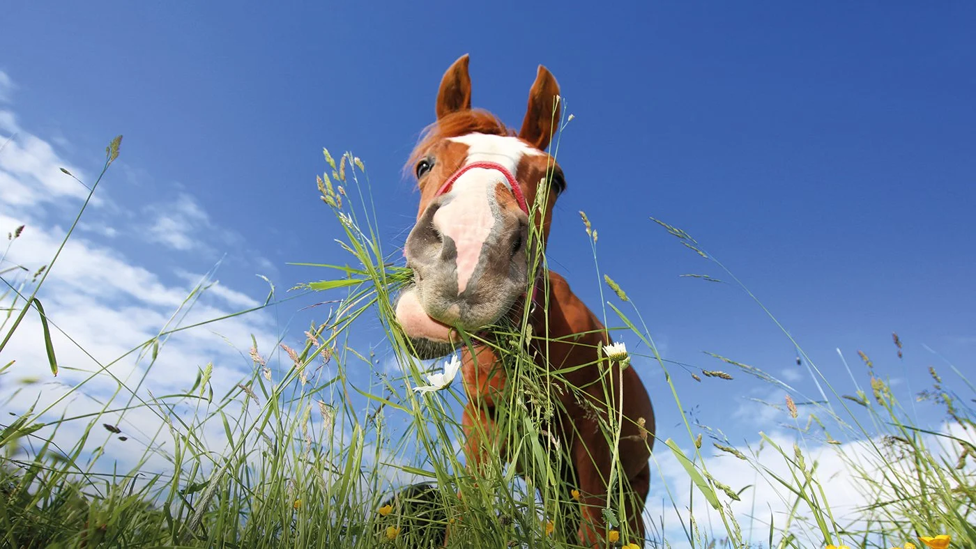 Workshop - Horse Farm Tour