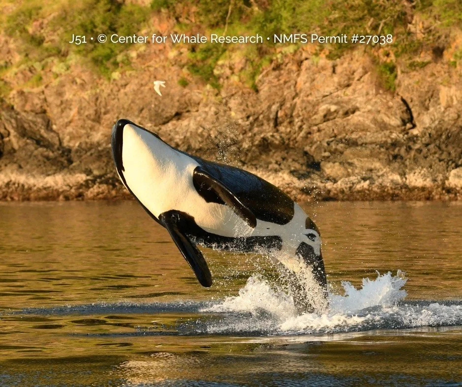 Orca Recovery Celebration