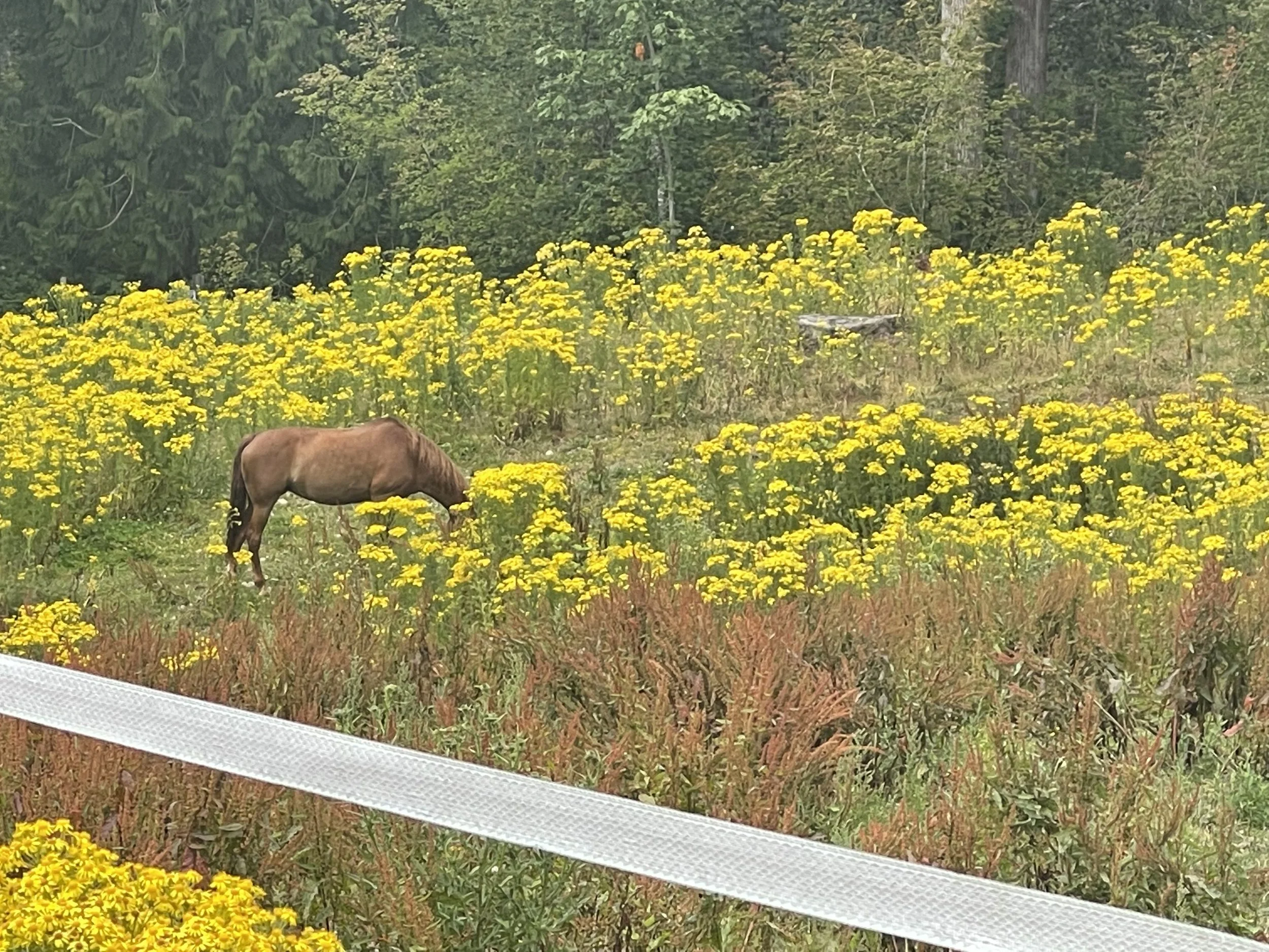 Tansy ragwort infestation. Photo from King County.