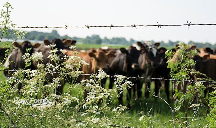 Poison hemlock infestation. Photo from Hay & Forage Grower.
